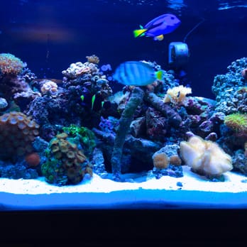 Doc Aquarium - Tank cleaned by AJ - Aquarium Services Near Me