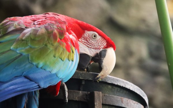 Central Park Zoo by null