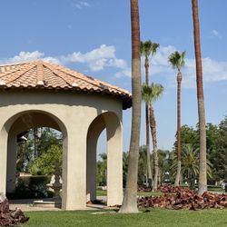 Art's Tree Service - Palm expert services