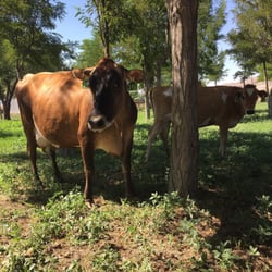 Claravale Farm - The girls, roaming in the yard.