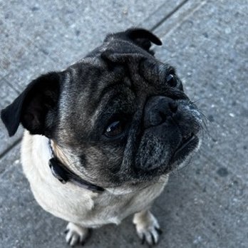Josh, The Notary Guy - Dogs love Josh the Notary Guy. - Notaries Near Me Josh, The Notary Guy - Dogs love Josh the Notary Guy. - Notaries Near Me
