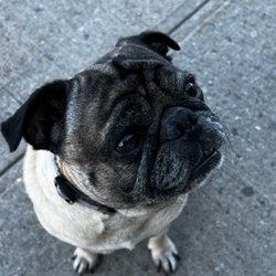 Josh, The Notary Guy - Dogs love Josh the Notary Guy.