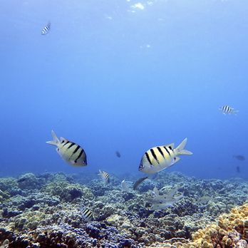 Destination Diving and Snorkel Maui - Scuba Diving Near Me