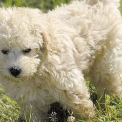 Coal Mountain Park - The cutes puppy
