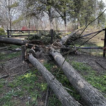 Squirrel Tree Services - Fallen tree (old age) - Tree Services Near Me