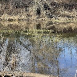 Tou Velle State Park - Modock Pond Side of Touvelle.