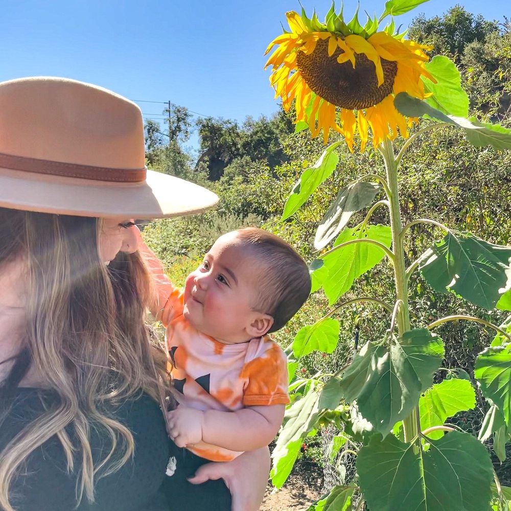 The Wickerd Farm - Gorgeous giant sunflower - Christmas Trees Near Me - Menifee, California The Wickerd Farm - Gorgeous giant sunflower - Christmas Trees Near Me - Menifee, California