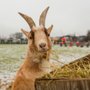 Photo of The Belmont Goats