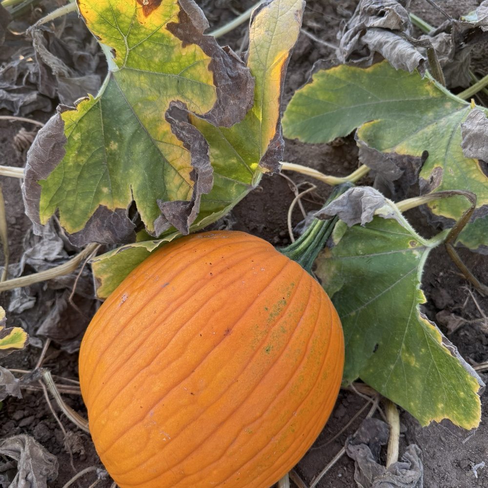 Mountain Valley Ranch - One of the pumpkins we got, when it was on the vine. - Pumpkin Patches Near Me - Ramona, California Mountain Valley Ranch - One of the pumpkins we got, when it was on the vine. - Pumpkin Patches Near Me - Ramona, California