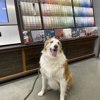 Stinky Dawg - Before - Pet Groomers Near Me - San Marcos, Texas Stinky Dawg - Before - Pet Groomers Near Me - San Marcos, Texas
