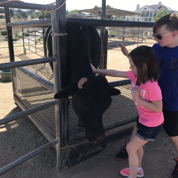 Sugarplum Zoo - Apollo, steer, very gentle - Chocolatiers & Shops Near Me - Temecula, California Sugarplum Zoo - Apollo, steer, very gentle - Chocolatiers & Shops Near Me - Temecula, California