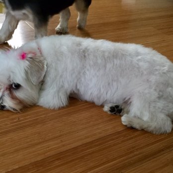 Muddy Paws Grooming - Chloe loves her sassy new look by Muddy Paws Grooming! - Pet Groomers Near Me - Oakley, California