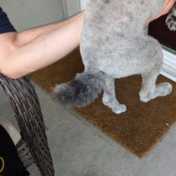 Fox & Hound Dog Grooming - NEVER AGAIN WILL I USE THIS GROOMER!