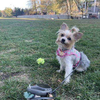 ZPups Kennel - Our sweet pup! - Pet Breeders Near Me ZPups Kennel - Our sweet pup! - Pet Breeders Near Me
