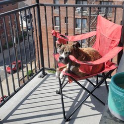 ​Q-East Apartments - My dog enjoying the city views from the 7th floor balcony.