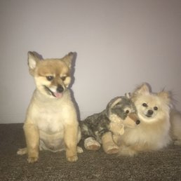 Bear who was groomed to the left . Bear who was groomed to the left .