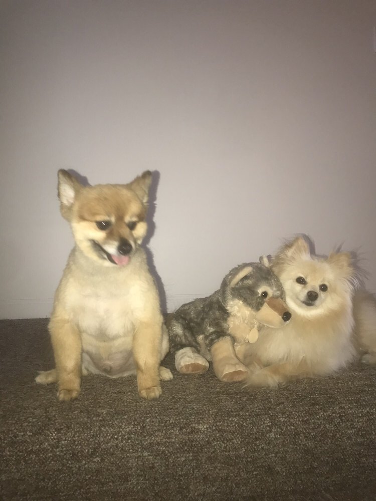 FAIRBORN PET GROOMING 10 Reviews 140 Forestdale Ave, Fairborn, OH