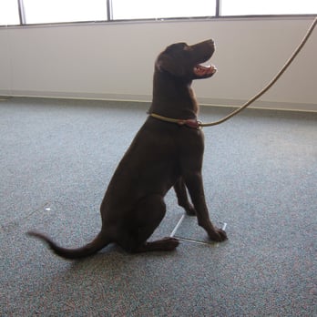 Sniff K9s - Snickers, protecting New Hampshire!! - Pest Control Near Me Sniff K9s - Snickers, protecting New Hampshire!! - Pest Control Near Me
