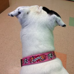 waiting patiently @ vet waiting patiently @ vet