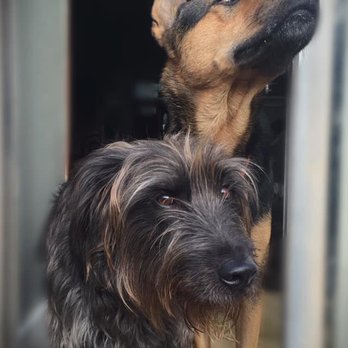 Awwdorable Pets - Finnegan and Greta! - Pet Sitting Near Me - Pasadena, California