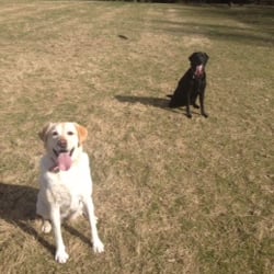 Precious Paws Exeter - Happy dogs