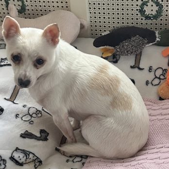 Ruff House Rescue - Pet Adoption Near Me