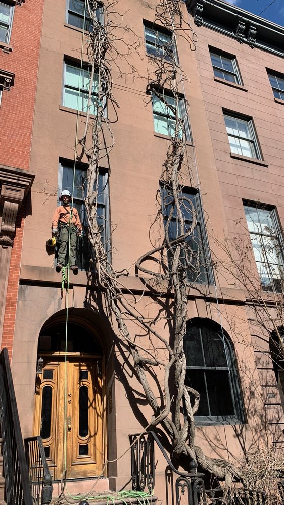 JTP Tree - tree service in Queens, NY