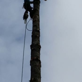 Wizard Tree Service - Staying healthy! - Tree Services Near Me - Kenmore, Washington