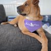 Jazzy Pawz gift card