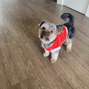 Perfect Pet Salon - Pet Groomers Near Me - Concord, California Perfect Pet Salon - Pet Groomers Near Me - Concord, California