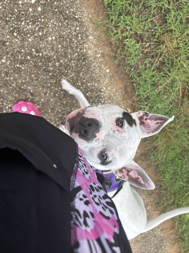 All Paw Perfect Pet Care - pet boarding facility in Odenton, MD