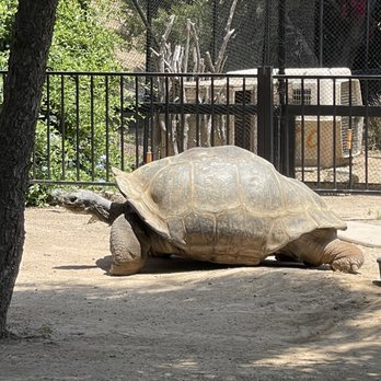 America's Teaching Zoo - Happy 100th to my Man Clarence!! - Zoos Near Me - Moorpark, California