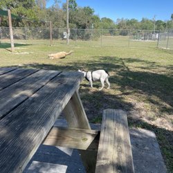 Dog Park - Chiquito enjoy his time at the park