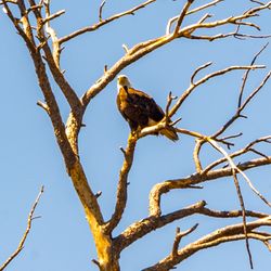 Woodland Lake Park - Bald Eagle