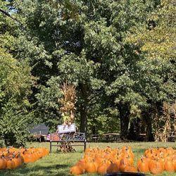 Bi Water Farm & Greenhouse - Pumpkin patch