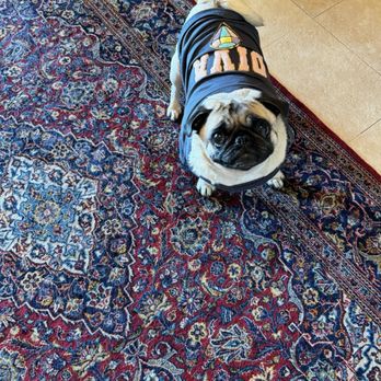 Springfield Animal Hospital - Veterinarians Near Me - Springfield, Virginia Springfield Animal Hospital - Veterinarians Near Me - Springfield, Virginia