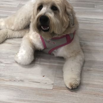 Norma’s K-9 Designs - Pet Groomers Near Me - Westminster, Maryland