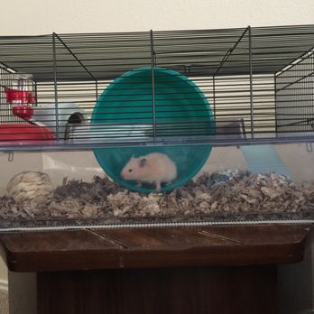 PetSmart - Peaches - Pet Training Near Me - Cedar Hill, Texas PetSmart - Peaches - Pet Training Near Me - Cedar Hill, Texas