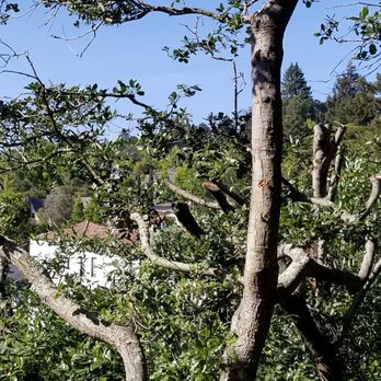 ACRT - Butchered trees :( - Local Services Near Me - Stockton, California ACRT - Butchered trees :( - Local Services Near Me - Stockton, California