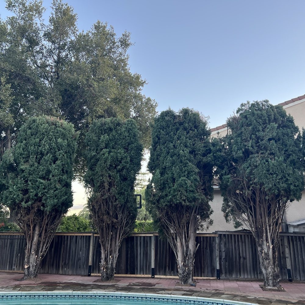 Fermin Tree Service - Tree - Tree Services Near Me Fermin Tree Service - Tree - Tree Services Near Me