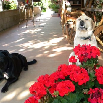 Canine Solutions - Pet Training Near Me - Temecula, California Canine Solutions - Pet Training Near Me - Temecula, California
