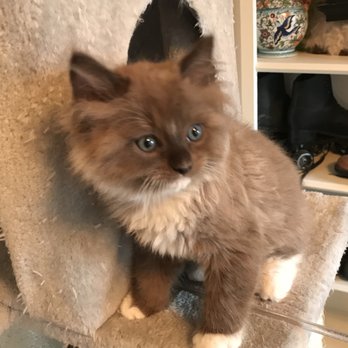 Texas Ragdoll Kittens - Well loved and raised at home. Our babies are the best in Texas. https://txragdollkitten.com/available-kittens/ - Pet Breeders Near Me