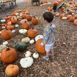 Pumpkin patch Pumpkin patch