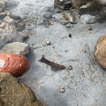 Bluff Cove - Sea hare - Beaches Near Me - Palos Verdes Estates, California