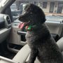 Photo of Oh Puppy