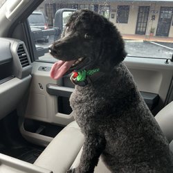 Oh Puppy - Miss Molly