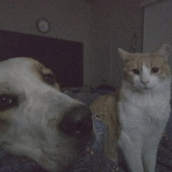 Puppies Plaza - Tinsel and her cat friend Claude. - Pet Sitting Near Me - Carson City, Nevada Puppies Plaza - Tinsel and her cat friend Claude. - Pet Sitting Near Me - Carson City, Nevada
