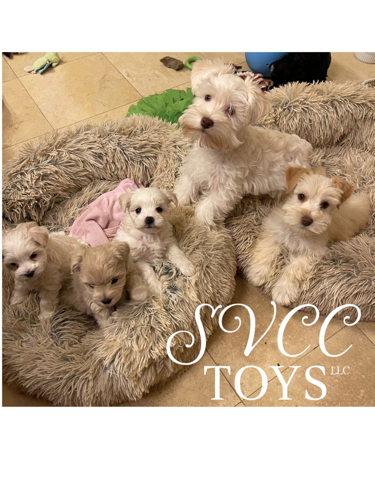 SVCC Toy Schnauzers
