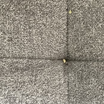 Claudia's Cleaning Services - Crumbs in the couch - House Sitters Near Me Claudia's Cleaning Services - Crumbs in the couch - House Sitters Near Me