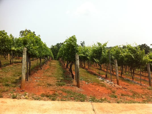 Wolf Mountain Vineyards by null